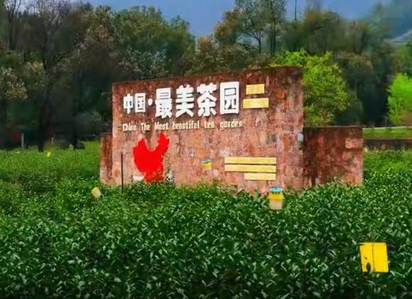 【游舒城】大家好，我是舒城小蘭花。這個(gè)春天，來(lái)舒城茶園，和我來(lái)一場(chǎng)美麗的邂逅